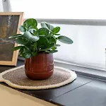 Litzi's Schwarzwald Mit Kamin 아파트